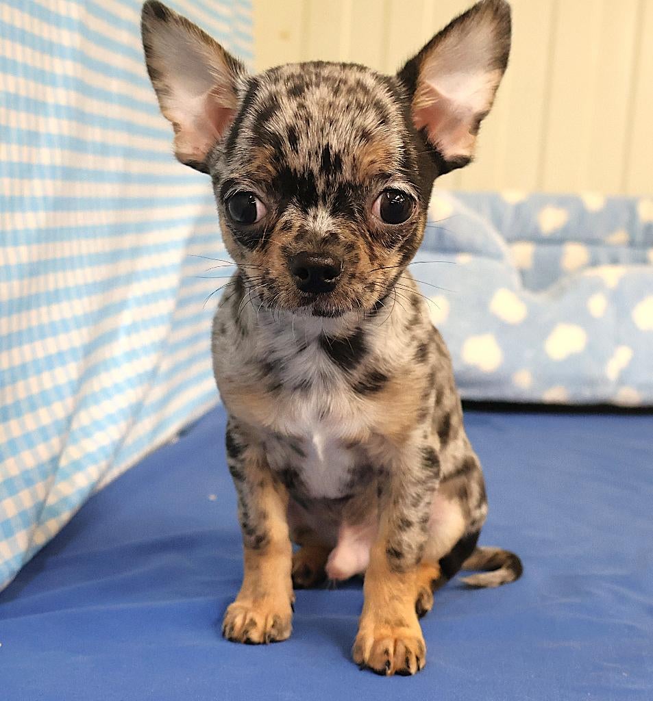 Chiot Chihuahua super mignon !, Animaux & Accessoires, Chiens | Chihuahuas & Chiens de compagnie, 15 semaines à 1 an, Chien (mâle)