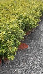 Portugese Laurier, Tuin en Terras, Ophalen, Laurier