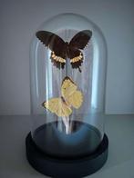 Vlinders onder stolp, Enlèvement