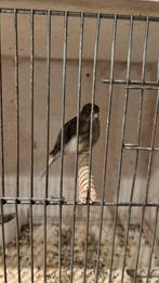 Kanarie 2025 popje, Dieren en Toebehoren, Vogels | Kanaries, Vrouwelijk