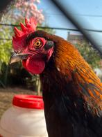 Zwartkoper marans hen, Dieren en Toebehoren, Pluimvee, Vrouwelijk, Kip