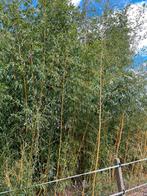 Bamboe, Ophalen, Bamboe