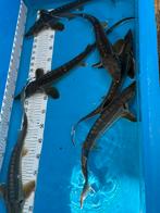 6. X 40-45 cm diamant steuren, Dieren en Toebehoren, Steur