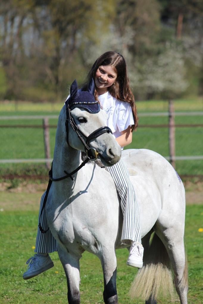 B pony, Animaux & Accessoires, Poneys, Poney B (1.17 m à 1.27 m), B, Hongre, Avec pedigree