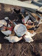 Broedeieren kleurleggers