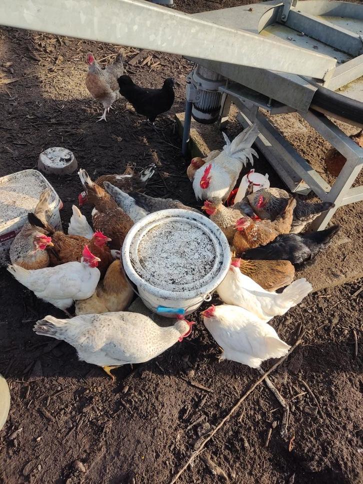 Broedeieren kleurleggers, Animaux & Accessoires, Volatiles