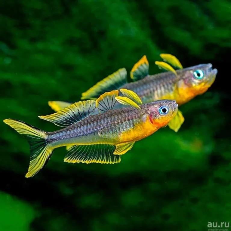 Pseudogumil Furcatus - Regenboogvis 1/2cm, Vis, Zoetwatervis, Schoolvis