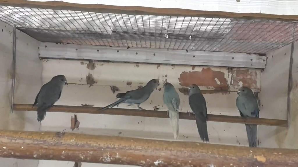 Jonge Blauwgezoomde kakariki man, Mâle, Perruche, Bagué