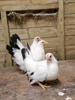 chabo hennen, Dieren en Toebehoren