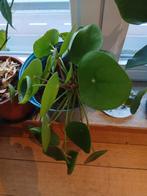 Kamer plantje s ruilen  tegen  zak zaadjes, Ophalen