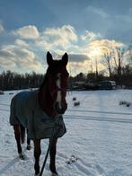 gratis verzorgpaard aangeboden, Dieren en Toebehoren