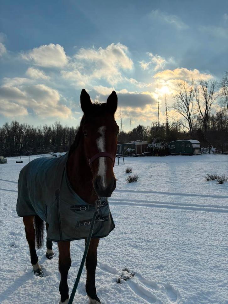 gratis verzorgpaard aangeboden, Animaux & Accessoires, Chevaux