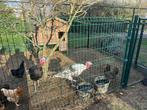 Verschillende kippen en kalkoenen, Dieren en Toebehoren, Pluimvee, Kalkoen