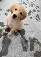 Golden retriever pup teefje, Dieren en Toebehoren, Ophalen