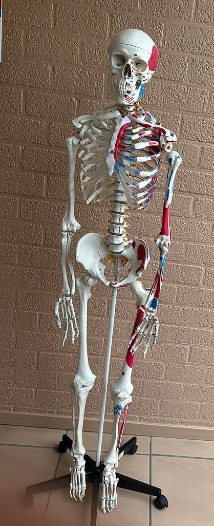 Anatomisch skelet met aanduiding spieren, Boeken, Studieboeken en Cursussen, Ophalen, Zo goed als nieuw, Hogeschool