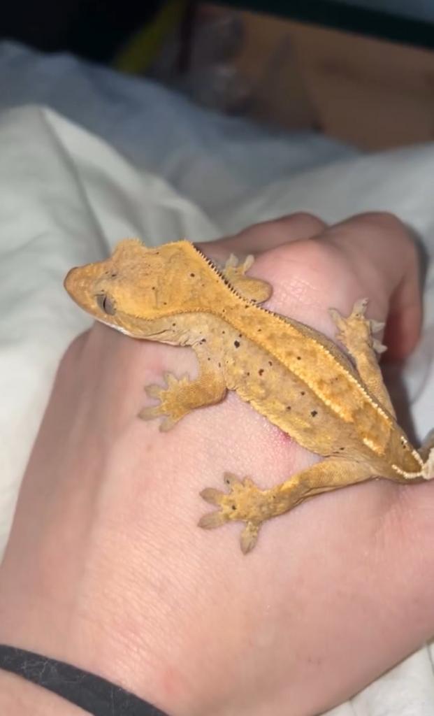 Wimper gekko, Dieren en Toebehoren, Reptielen en Amfibieën