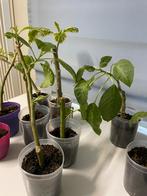 Brugmansia/ datura stekken, Tuin en Terras, Ophalen, Zomer, Volle zon