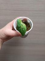 Monstera esqueleto, Huis en Inrichting, Kamerplanten, Ophalen of Verzenden