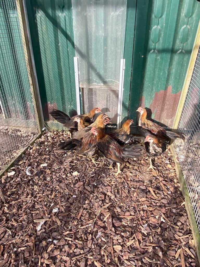 Jonge hanen en hennen Onagadori, Meerdere dieren, Kip