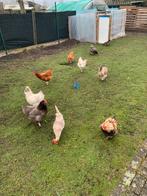 Kippen en hanen, Dieren en Toebehoren, Pluimvee