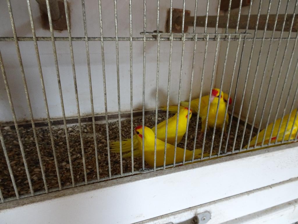 kakariki, Plusieurs animaux, Perruche