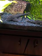 Algeneter, Dieren en Toebehoren