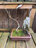 Pre Bonsaï Mix, Jardin & Terrasse, Plantes | Arbres, Enlèvement ou Envoi, En pot, Moins de 100 cm, Autres espèces