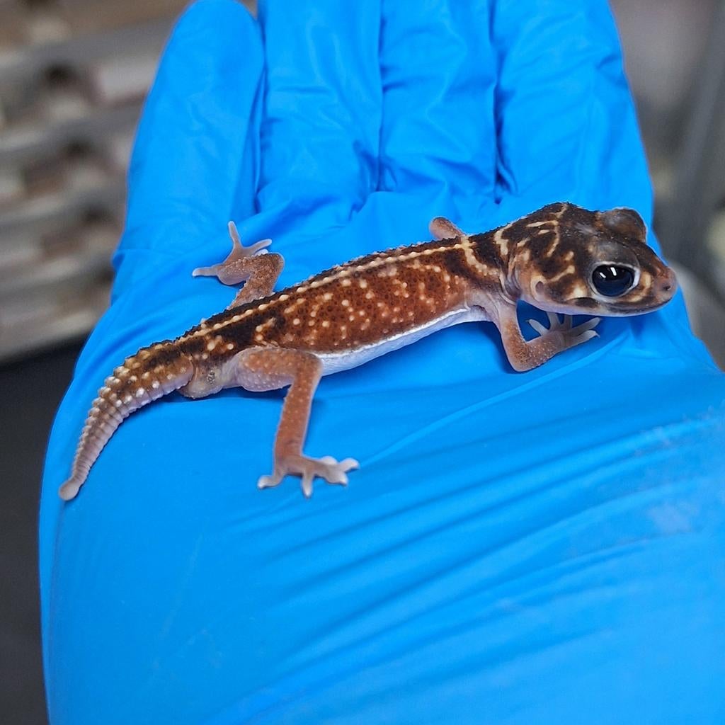 1.1 Nephrurus vertebralis 2025 non apparenté, Animaux & Accessoires, Lézard, 0 à 2 ans