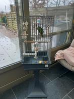 Handtamme lori van de blauwe bergen met kooi, Animaux & Accessoires, Oiseaux | Perruches & Perroquets, Perruche