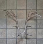 2 mooie damhert afwerp stangen set samen €37 gewei jacht hut, Verzamelen, Dierenverzamelingen, Ophalen of Verzenden, Zo goed als nieuw