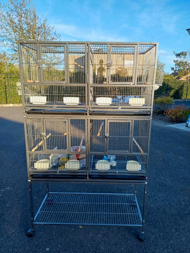 Cage pour oiseaux et élevage, Animaux & Accessoires, Oiseaux | Cages & Volières, Enlèvement