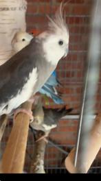 Valkeparkieten, Dieren en Toebehoren, Vogels | Parkieten en Papegaaien