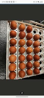 Marans kopernek blauw en zwart broedeieren promo, Dieren en Toebehoren