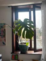Gratis Monstera groot, Huis en Inrichting, Kamerplanten, Ophalen, 100 tot 150 cm, Overige soorten, Halfschaduw