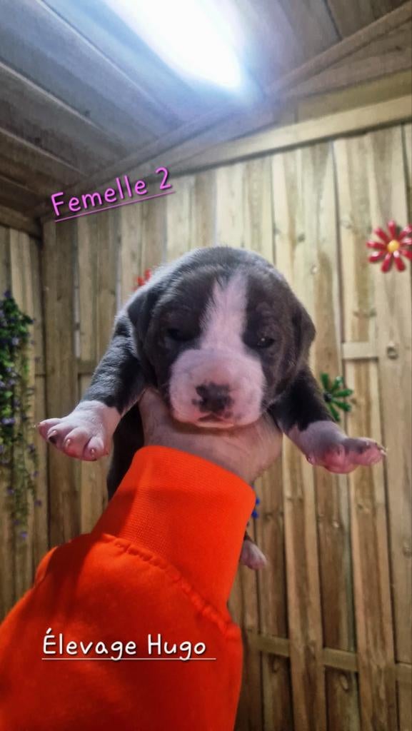 American staffordshire terrier (Chiot), American Staffordshire Terrier, Hépatite contagieuse (maladie de Rubarth), Plusieurs, Belgique