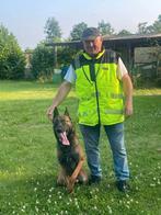 mechelse herder reu sta ter dekking, België, Fokker | Hobbymatig, Reu, Parvo