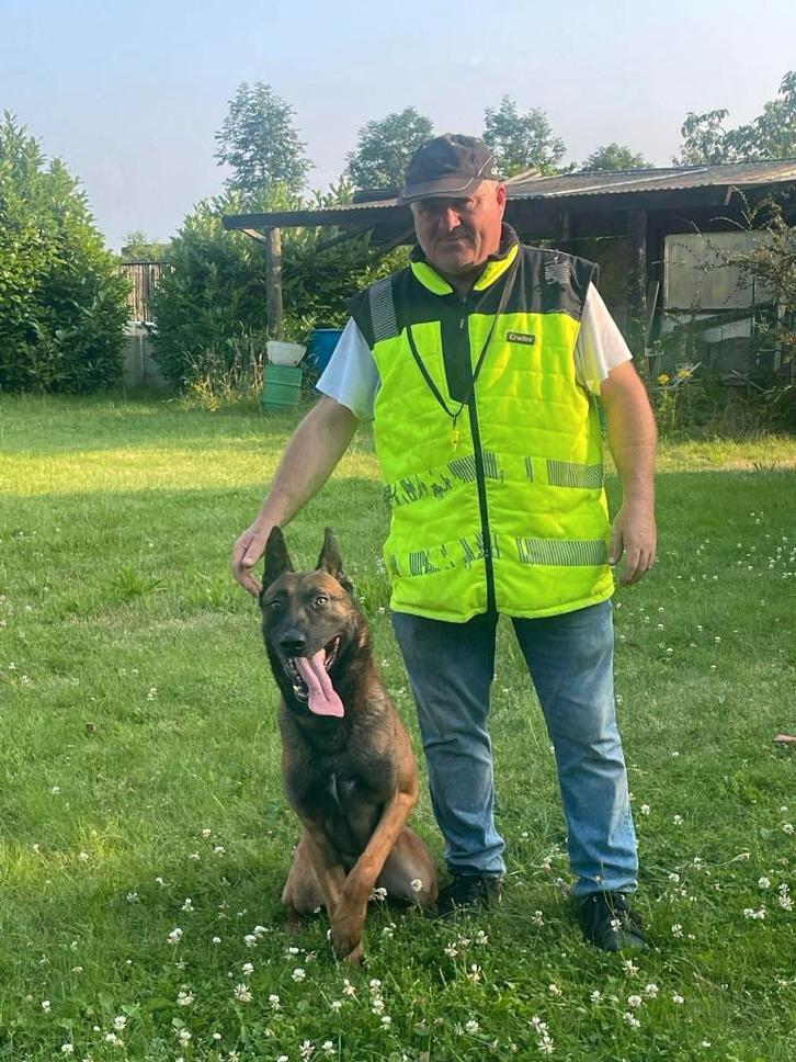 mechelse herder reu sta ter dekking, Dieren en Toebehoren, Honden | Herdershonden en Veedrijvers, Reu, Herder, Fokker | Hobbymatig