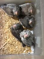 Valkparkieten zeer tam, Dieren en Toebehoren, Vogels | Parkieten en Papegaaien, Tam