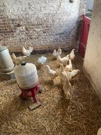 Jonge legkippen/leghorns, Dieren en Toebehoren, Pluimvee, Vrouwelijk, Kip