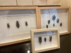 3‑delige insectencollectie – scarabeeën & kevers, Ophalen of Verzenden