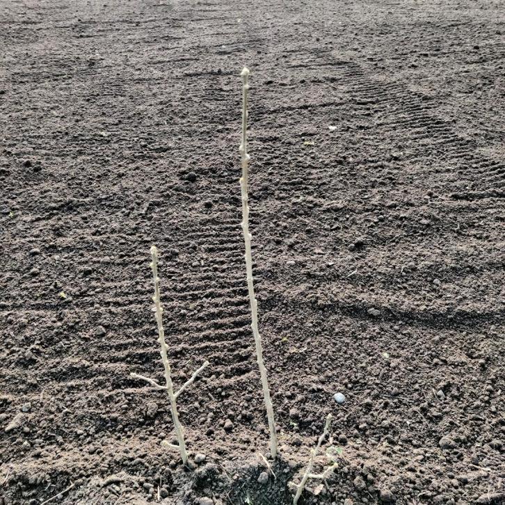 Hibiscus, Tuin en Terras, Planten | Struiken en Hagen, Ophalen