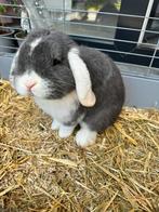 Minilop ram, Animaux & Accessoires, Lapins