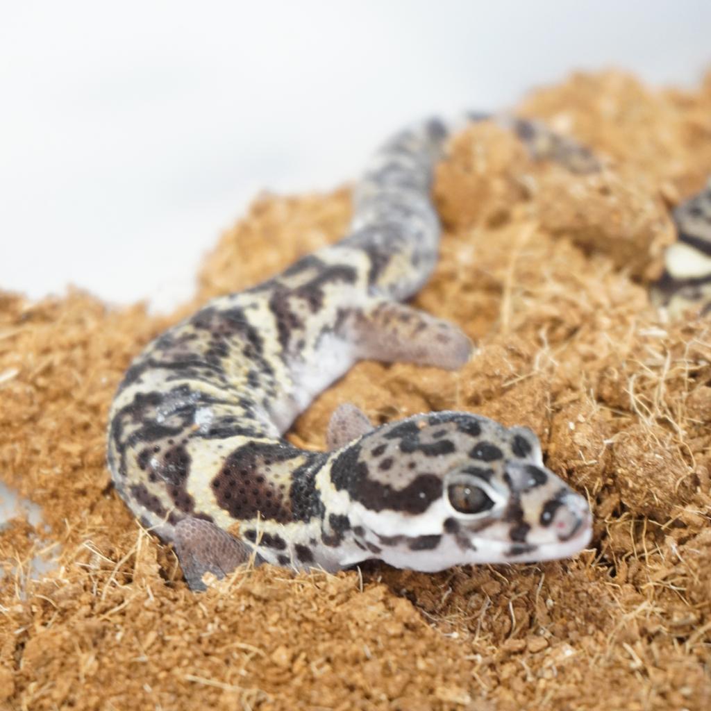 panterklauwgekko''s, Hagedis, 0 tot 2 jaar