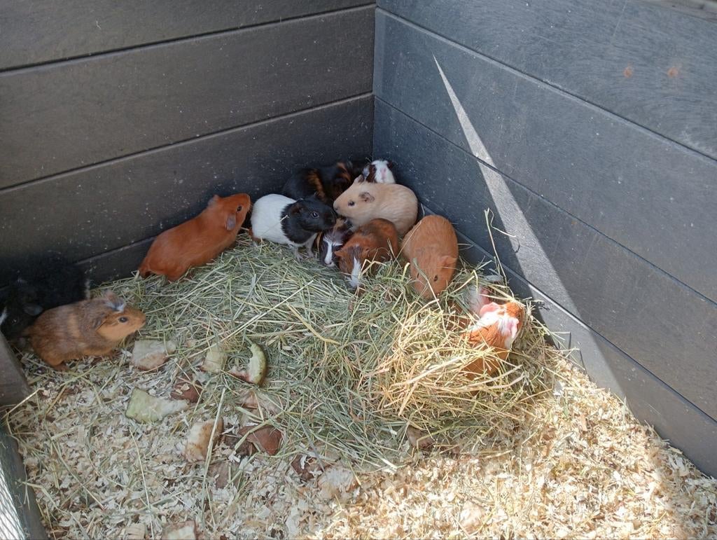 Jonge cavia beertjes, Dieren en Toebehoren, Cavia, Februari, Meerdere dieren, Tam