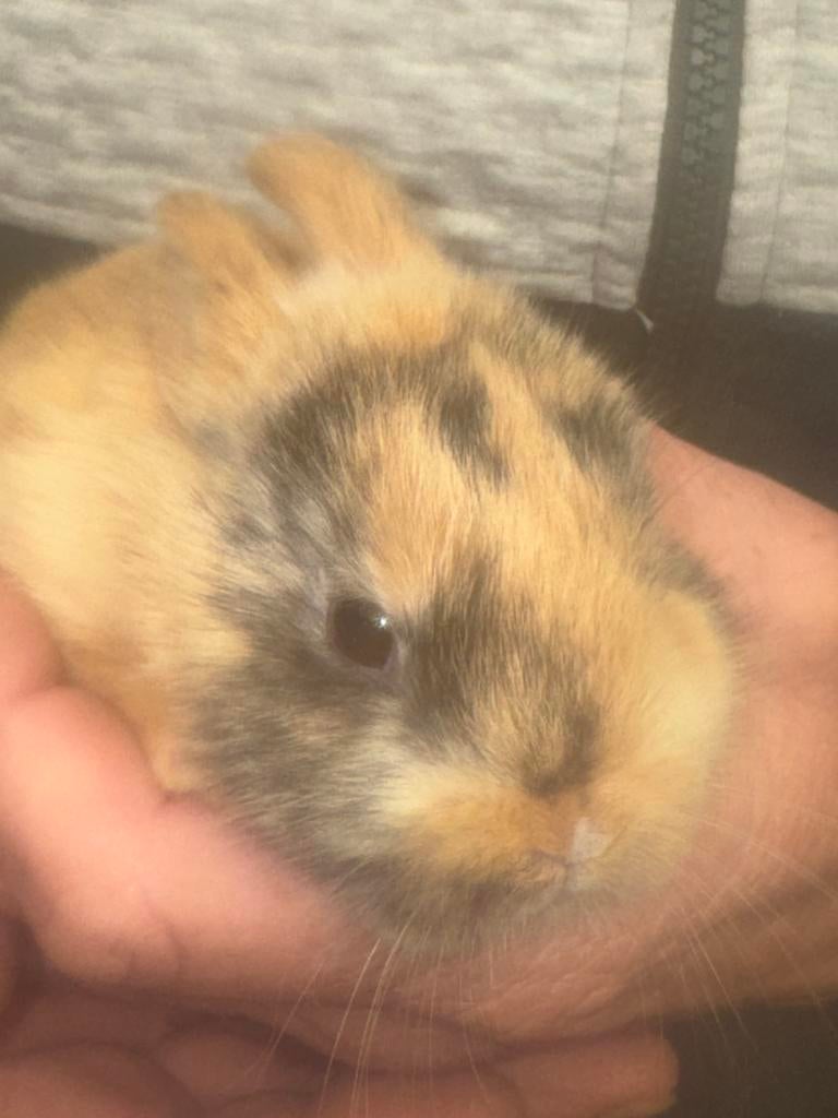 Dwergkonijnen van een maand, Geslacht onbekend, Klein, 0 tot 2 jaar