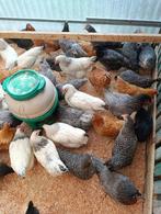 legkippen 4 maand of 6 maand 7 kleuren 0499/082381, Dieren en Toebehoren, Pluimvee, Vrouwelijk, Kip