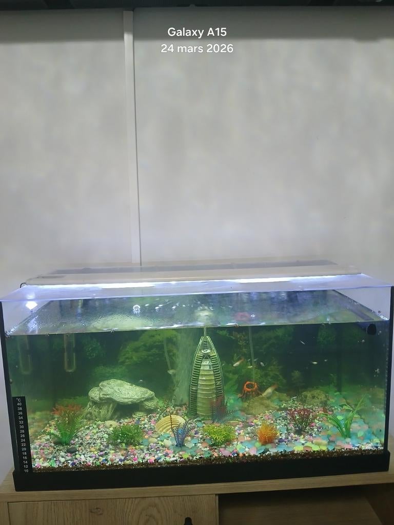 Aquarium complet avec poisson