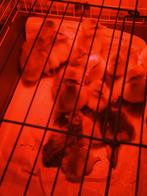 Oies, Animaux & Accessoires, Enlèvement