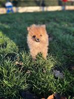 Les chiens de chasse belges recherchent des propriétaires !, Loulou, Plusieurs, Hépatite contagieuse (maladie de Rubarth), Belgique