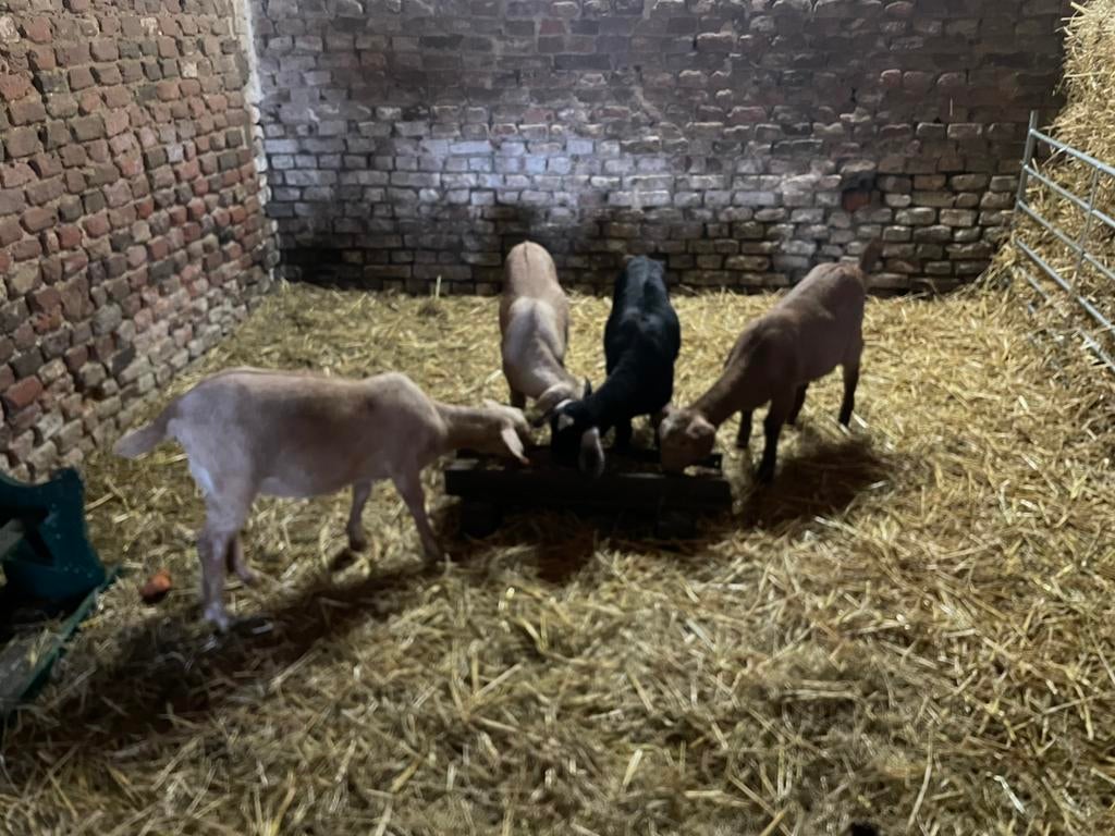 Lammetjes geiten, Geit